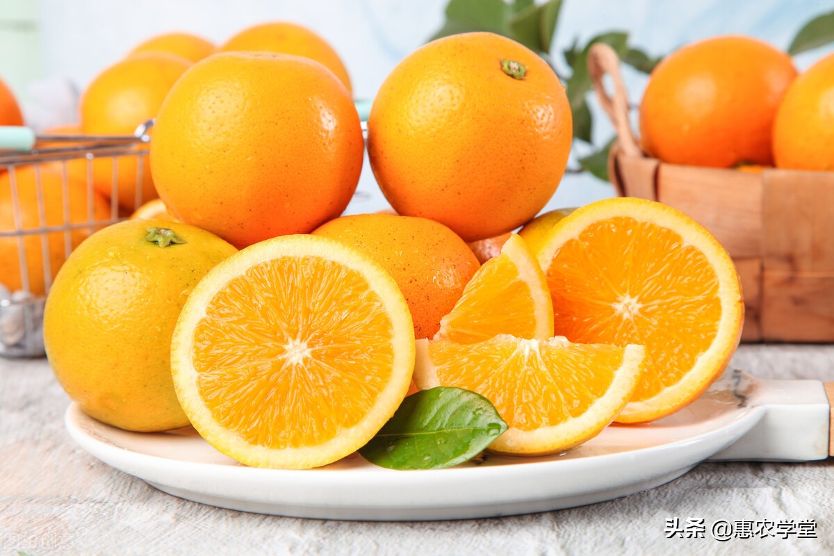 冰糖柑图片(冰糖橙种植的最佳时间文章讲解)