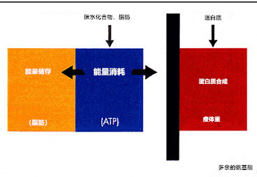 热量分配