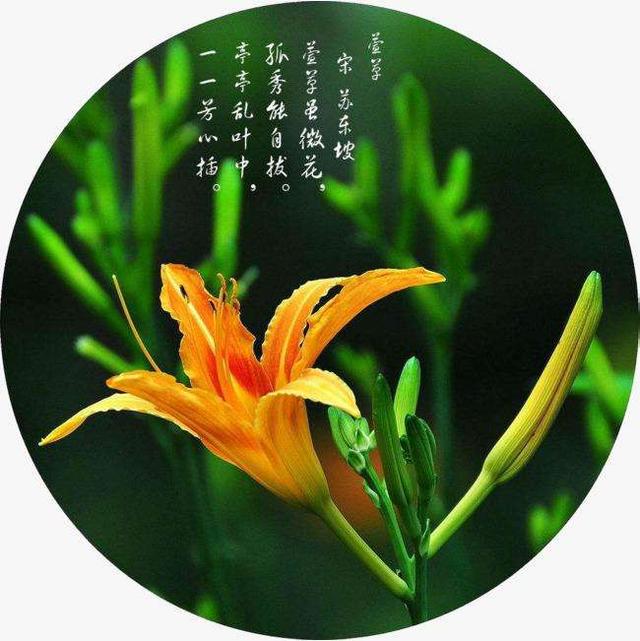 葳蕤兮鲜妍——古诗词中的植物