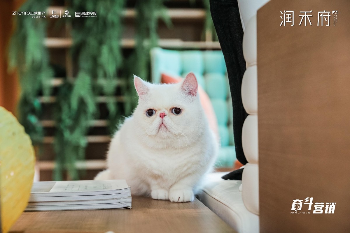 7天！1795组线上来访！热攀一城高峰，润禾府热爆