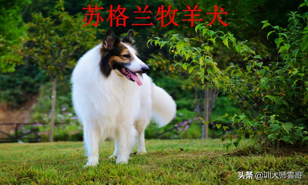 牧羊犬种类（图文讲解10种最常见的牧羊犬类型）