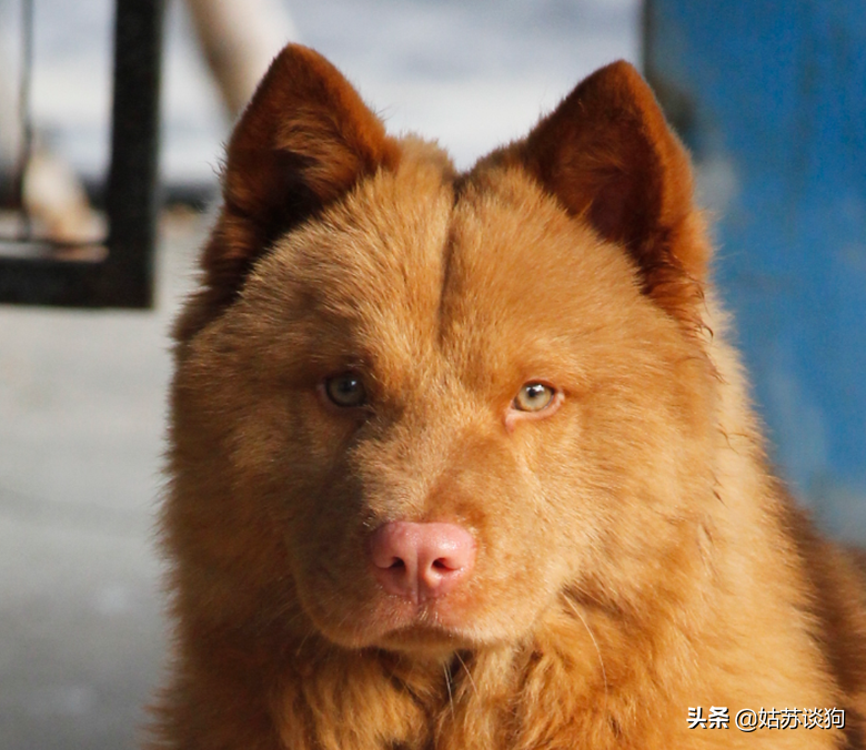 五紅犬,起源潮汕,揚名於東莞,詳解潮汕五紅與東莞五紅的區別