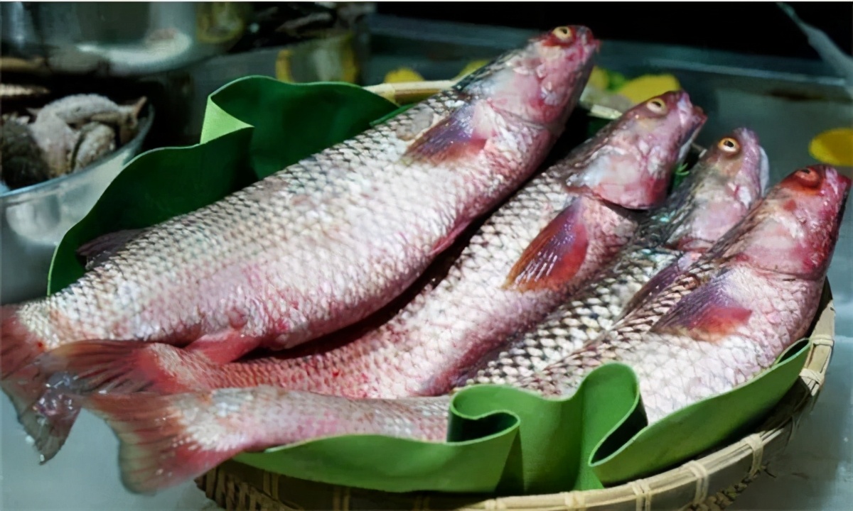 吃梭鱼的禁忌被称为开春第一鲜的海鱼年夜饭来一条美味便宜寓意好