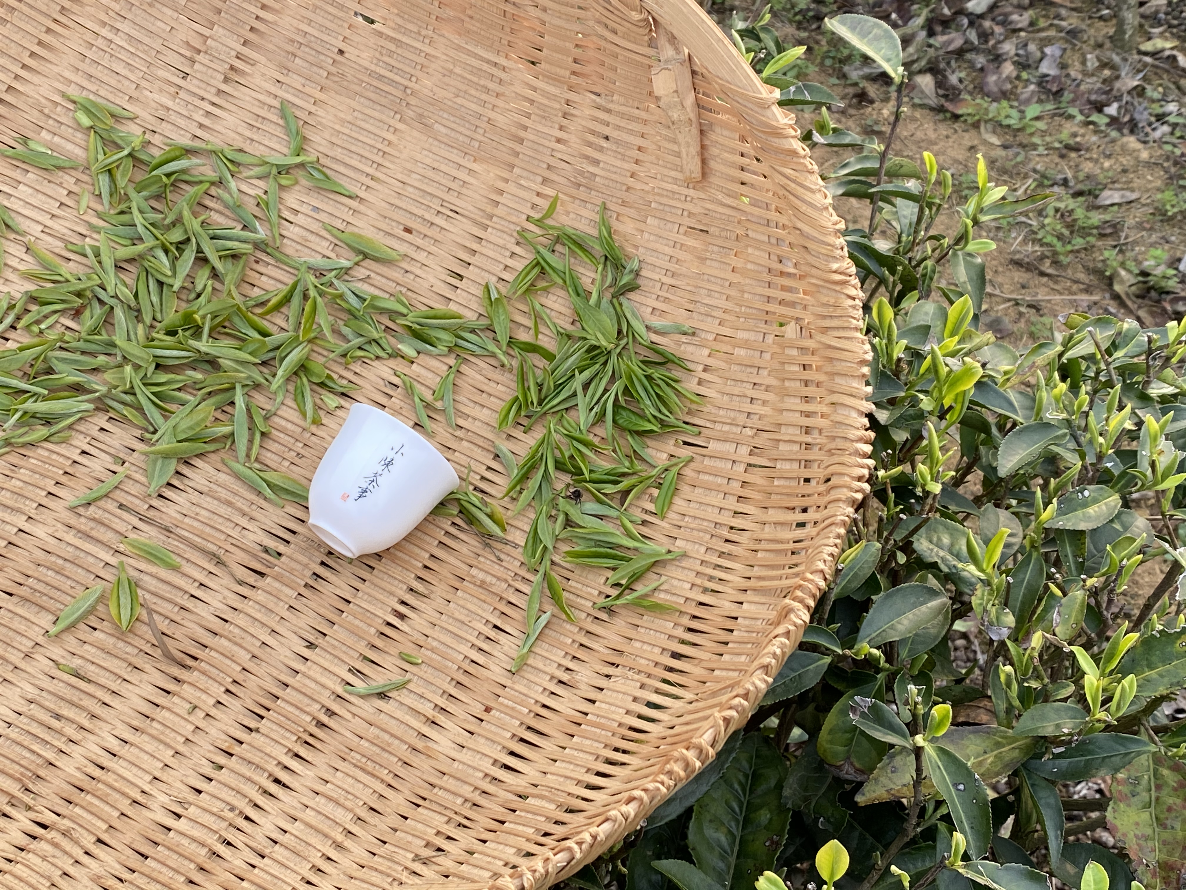 喝懂白茶的7个基础知识，看懂了以后，你喝茶可以少花很多心思