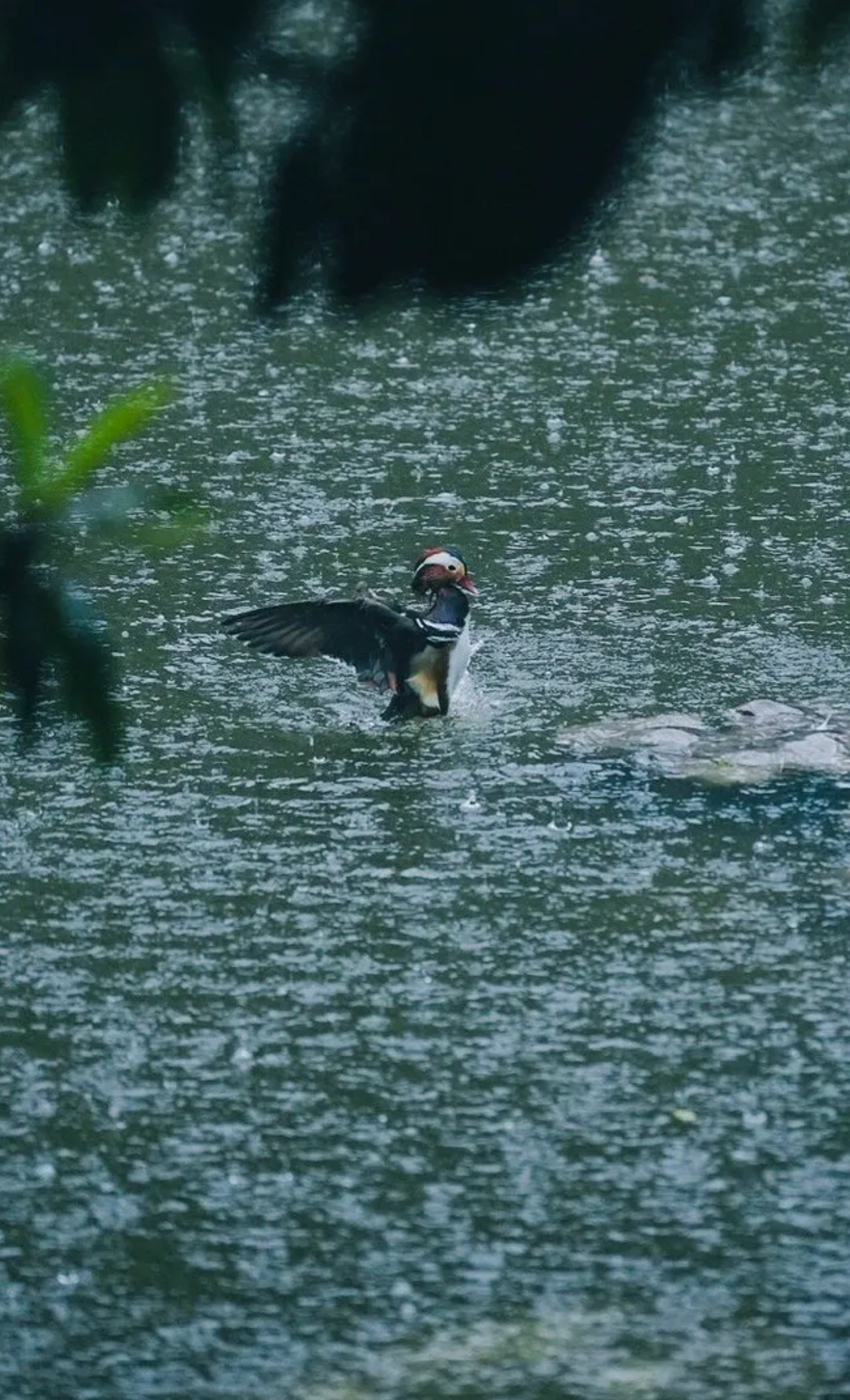 「诗词鉴赏」夏日临窗听雨，闲读诗书，感受大自然的天籁之音