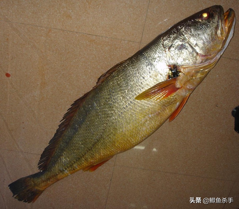 2010年2月,漁民在南海捕獲一條140多斤的黃唇魚,在廣東湛江被三名