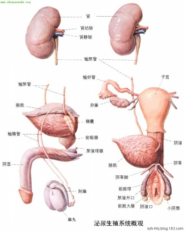 「转载」史上最全的人体（组织器官）全图