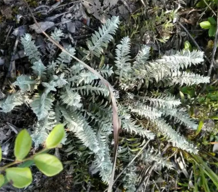 树林中一种野草，名叫“沙氏鹿茸草”，遇见是运气，价值百元1斤