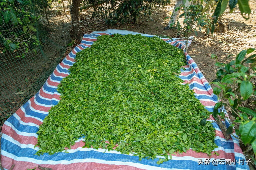 “普洱茶第一村”老班章，朝圣普洱茶之王