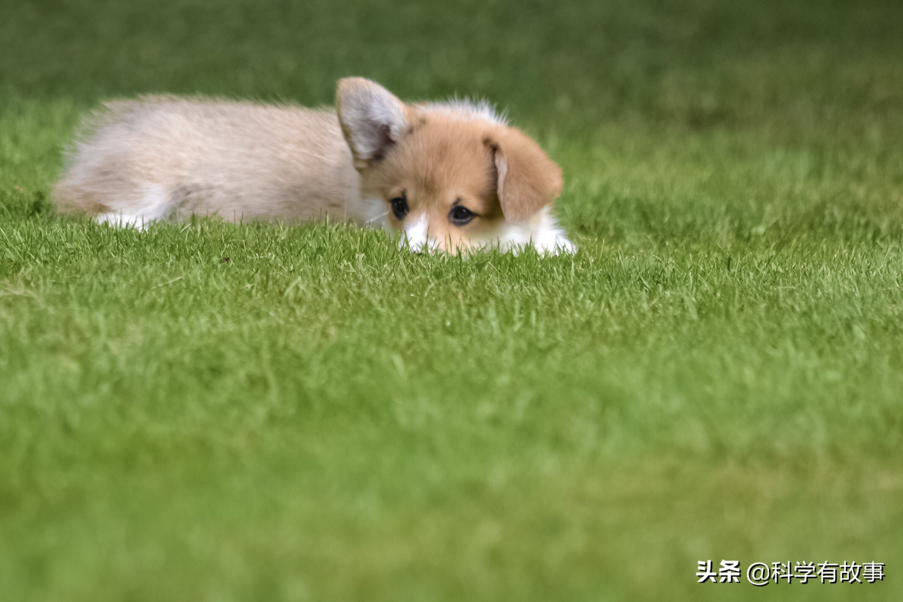 为了新冠防疫扑杀宠物，在科学上是否讲得通？