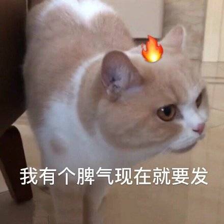 猫咪表情包合集｜我跟你讲，今天就必须带我吃火锅