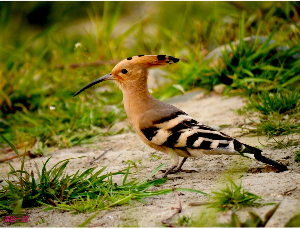啄木鸟和戴胜鸟的区别一种很常见的鸟戴胜很多人将它跟啄木鸟弄混