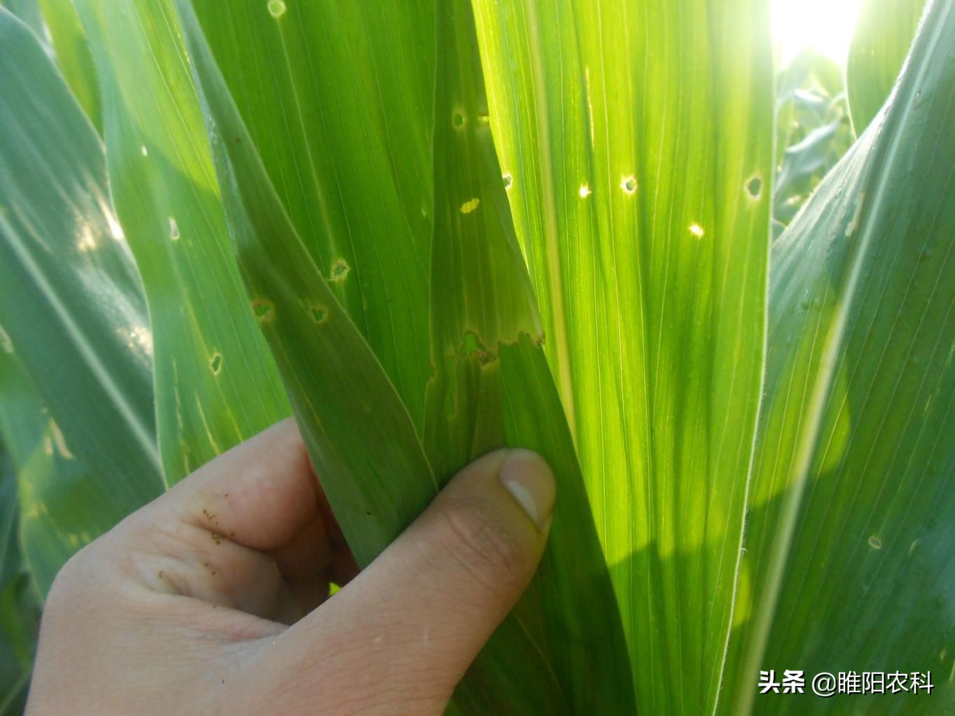 家里有螟蛾怎么处理 -生活知识库-donow知识库