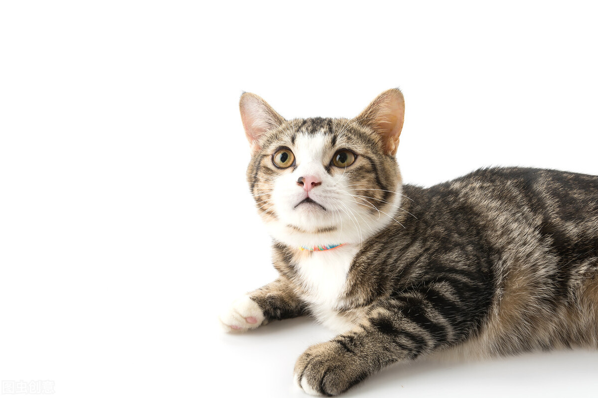 小学英语教学相关论文：小学英语绘本阅读教学活动设计