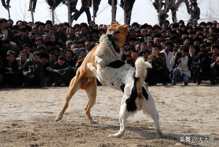 北方农村斗狗故事之黑背犬王