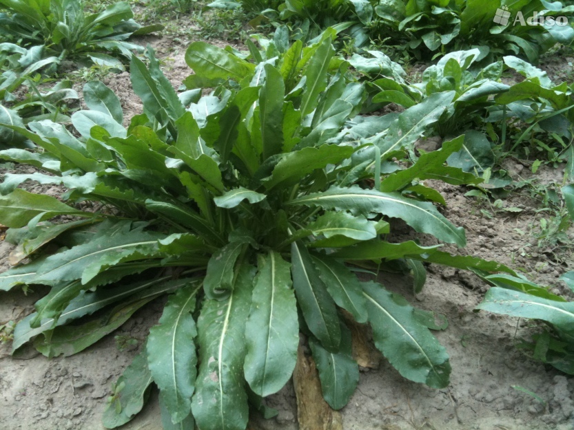 新疆烏斯曼生眉草(奧斯曼草)是真是假?用專業知識來告訴你答案