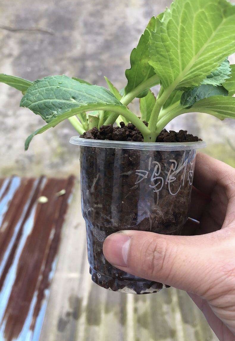 扦插绣球花，懂得3个要领，想要多少有多少，去年扦插今年开花