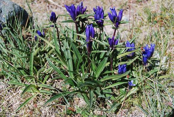 秦艽,见过吗?可用于风湿痹痛,中风半身不遂,骨节酸痛