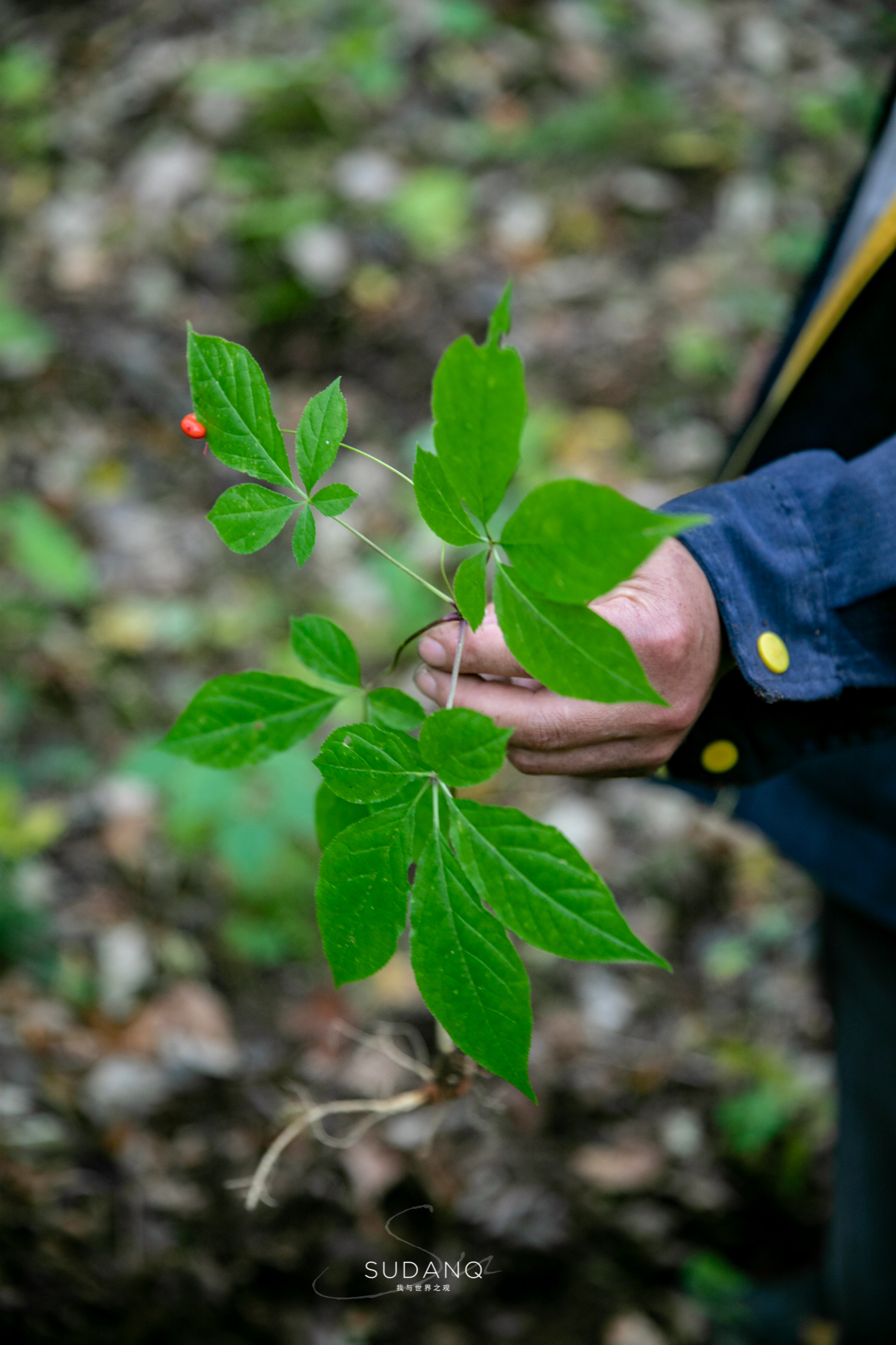 长白山人参介绍(长白山人参为何那么出名?