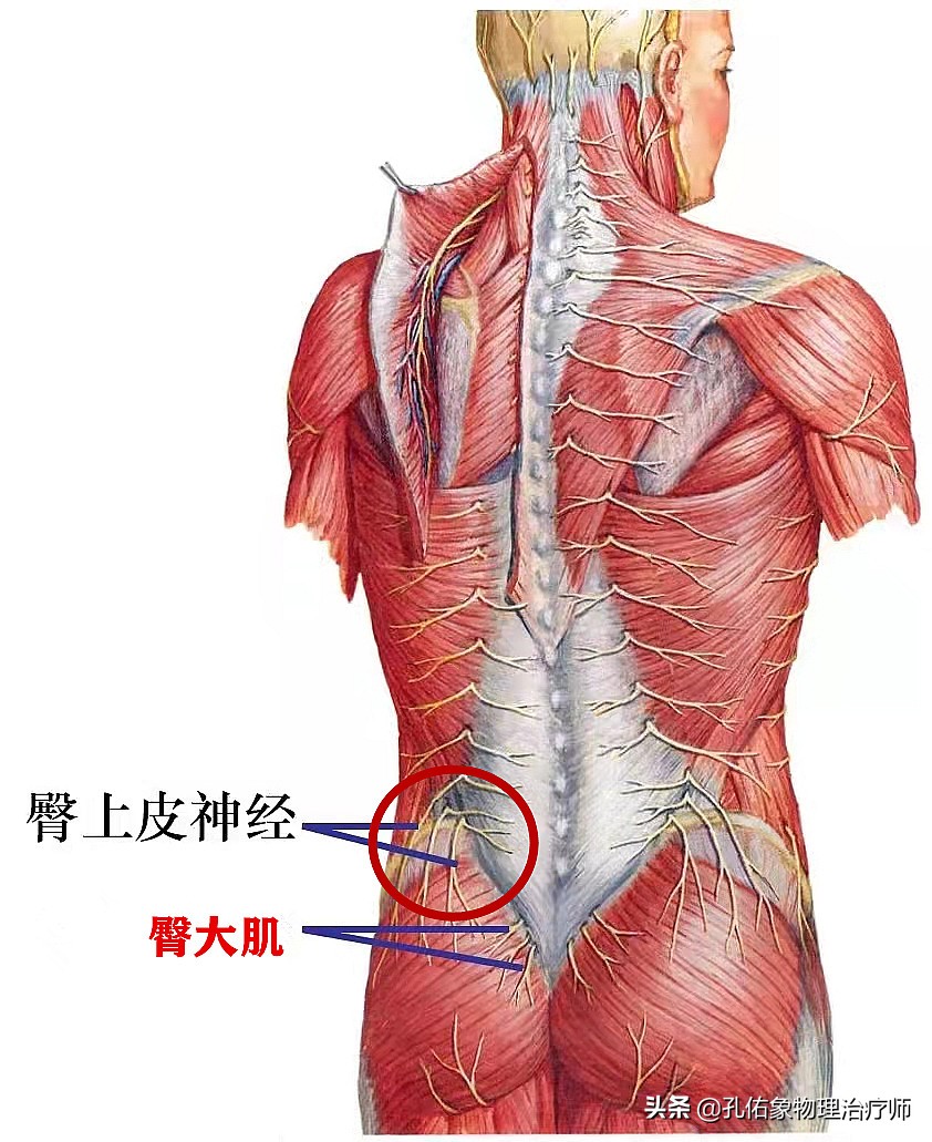 腰臀部疼或下肢麻木，是腰椎间盘突出吗？9种疾病需鉴别