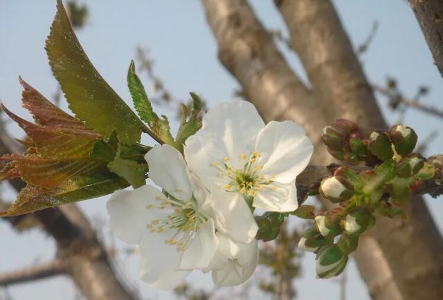 樱桃树的枝有哪些特点？樱桃树不同枝条间的转化特性