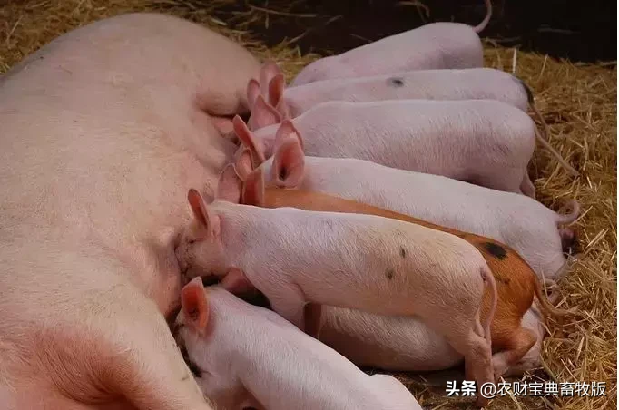 多地猪价破10,仔猪却降至500元/头!散养户不愿补栏,大型养猪场或迎来机遇期?