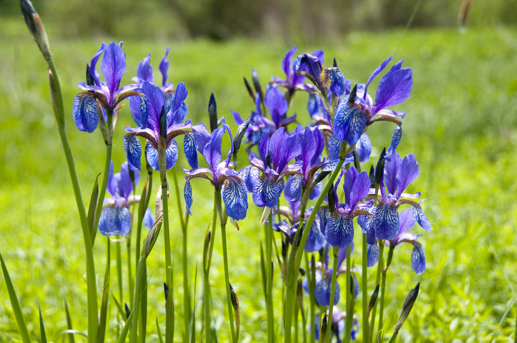 掌握正确的栽培技术，蓝蝴蝶翩翩起舞，回头率百分之二百！
