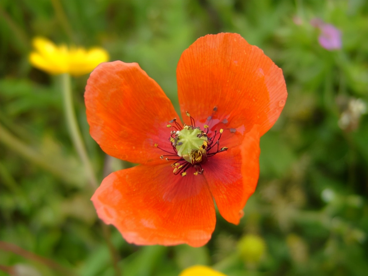 请查看您的专属生日花,附带花语,有些花难得一见!4-6月生日花