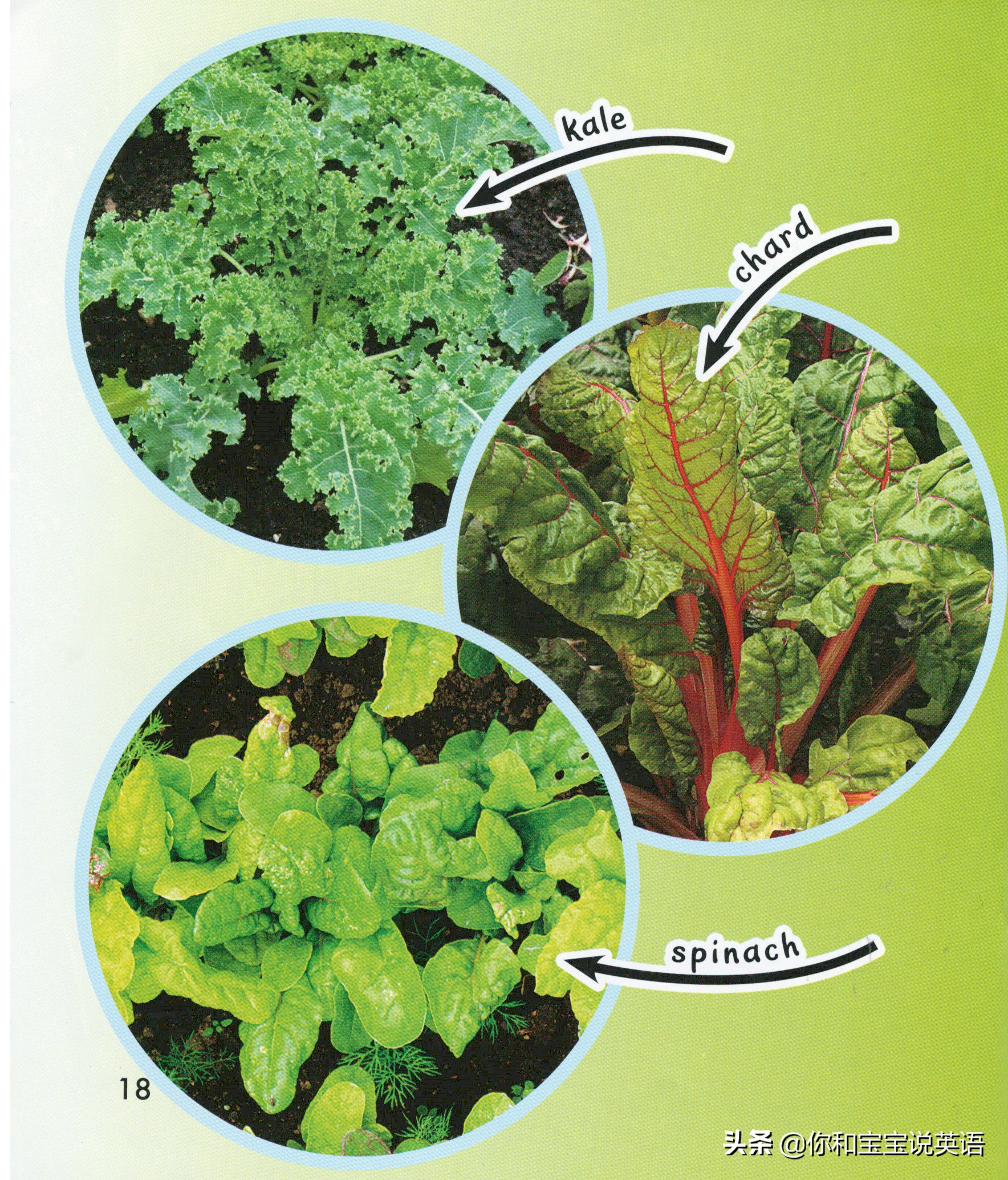 采摘亲子英文+科普—草莓蓝莓、萝卜白菜，谁长地上，谁长藤上？