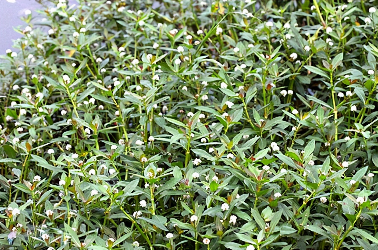 比水葫芦可怕,被吃掉拉出来还能继续生长,水花生真一无是处吗?