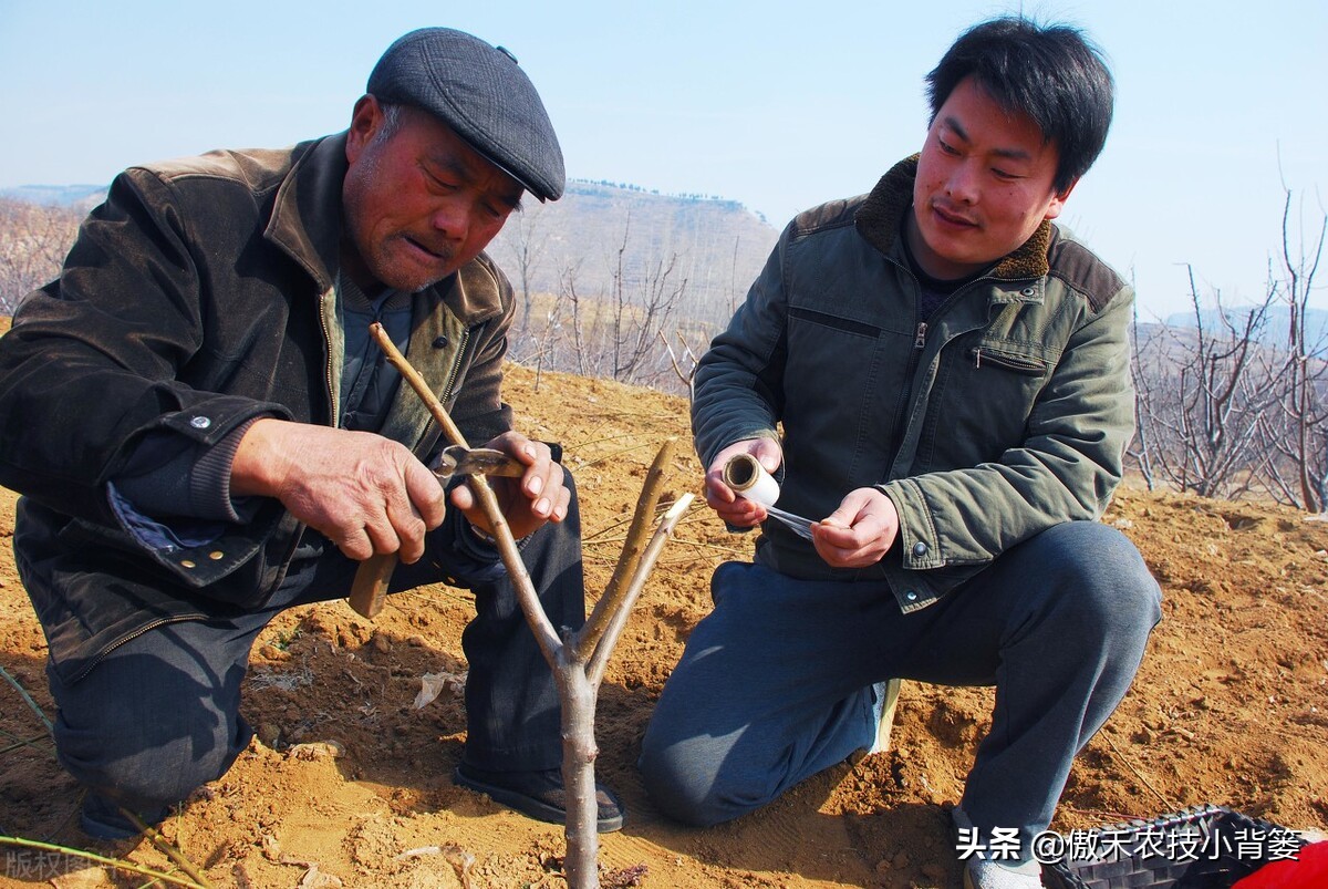 怎样嫁接桃树（嫁接桃树时机与方法简单介绍）