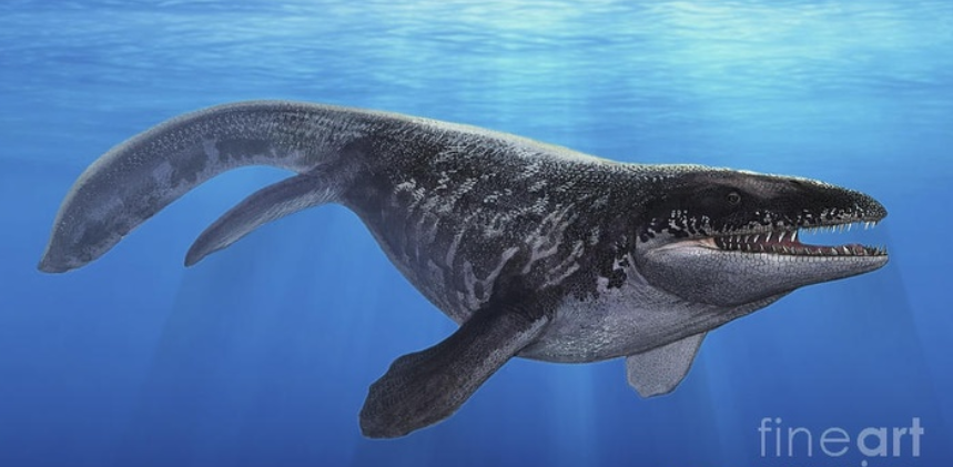 剑射鱼(沧龙:一只小崖蜥只用了数百万年,就逆袭为白垩纪末的海中梦魇)