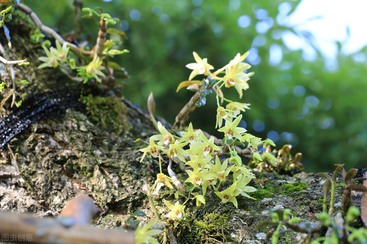 野生铁皮石斛有什么药效(详解铁皮石斛的药用价值)