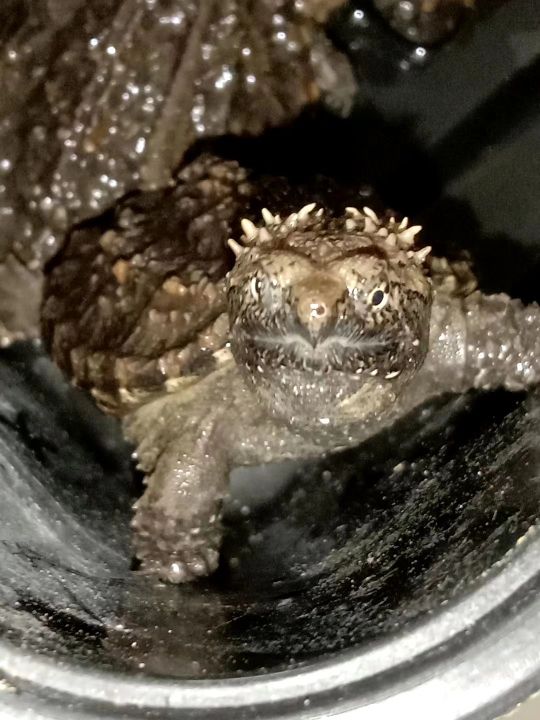 鳄龟需要晒太阳吗（了解鳄龟饲养常识及方法）