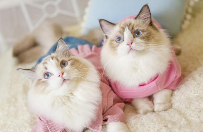 听说受人欢迎的猫咪，都学了这6种道歉方法
