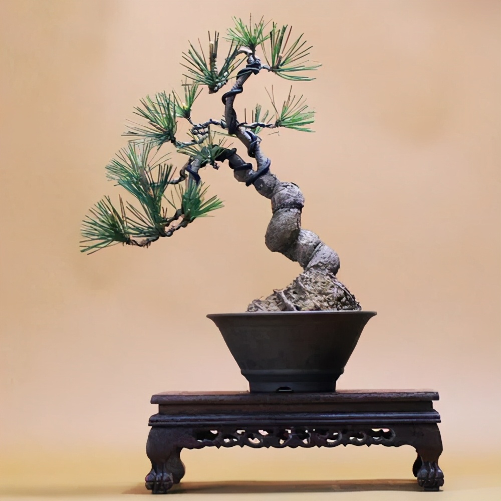 松树盆景养护与管理(从零学会的松树盆景造型技艺)