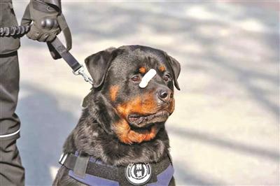 警犬会绝育吗？通过绝育的利弊，了解工作犬的特点和要求