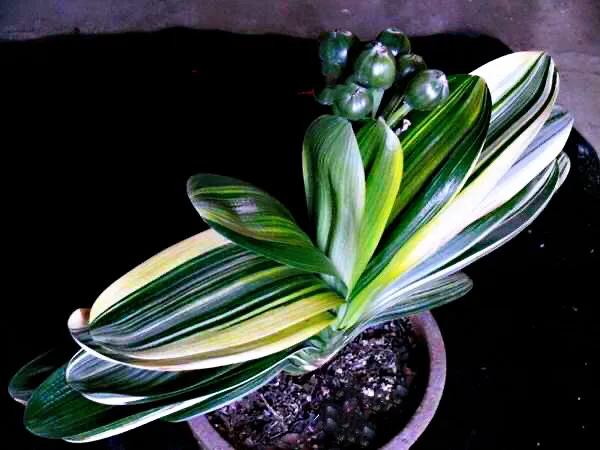 君子兰品种大全(盘点君子兰的常见品种大全)