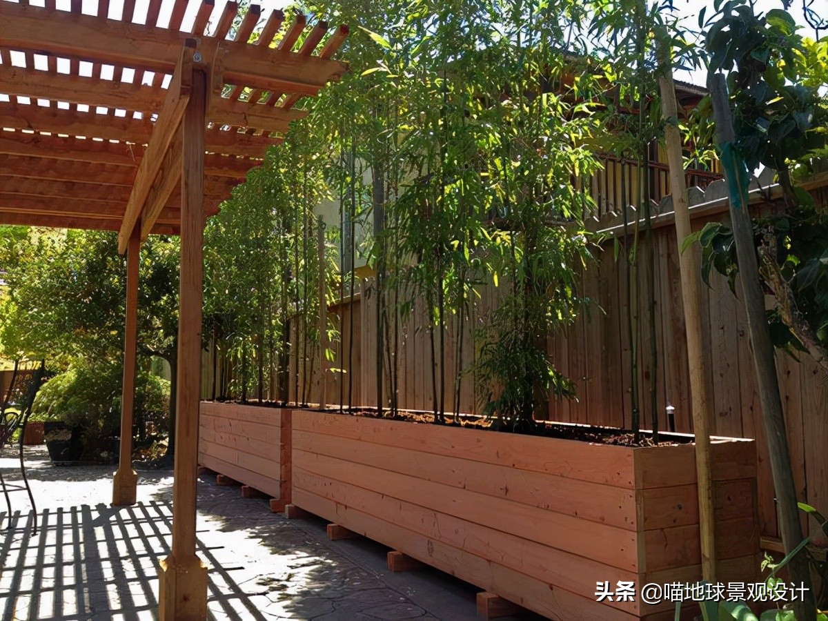 庭院景观设计:庭院中常用的几种竹子