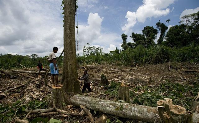 2064年亚马逊雨林可能消失，如今每天减少120万亩，究竟咋回事？