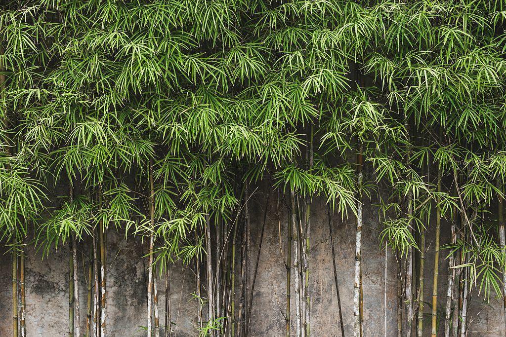 庭院适合种植什么树（适合在院子里养的9种树）