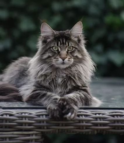 緬因貓 maine coon cat