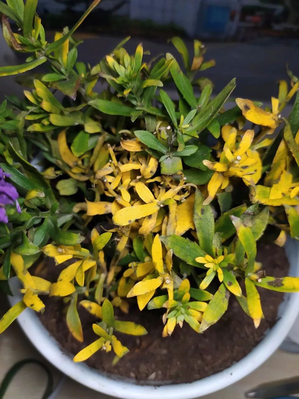 菜叶发黄是什么原因怎么防治（植物叶子发黄的七个原因）