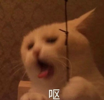 猫咪表情包：你忍心不理我吗