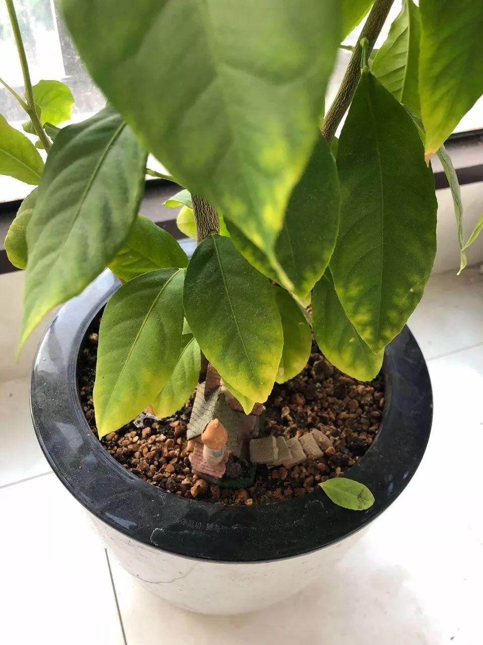 菜叶发黄是什么原因怎么防治（植物叶子发黄的七个原因）