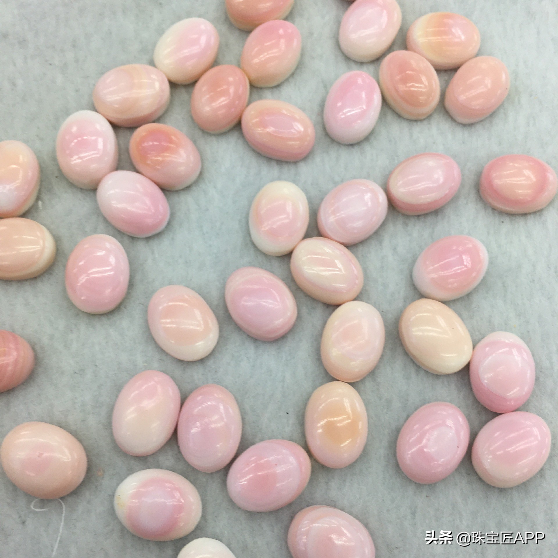 这4种能做珠宝的贝壳你都认识吗？贝壳珠宝大盘点第2弹