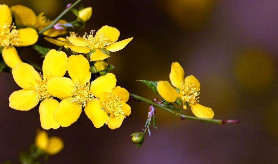 连翘和迎春花的区别（小编带你认识连翘和迎春花）