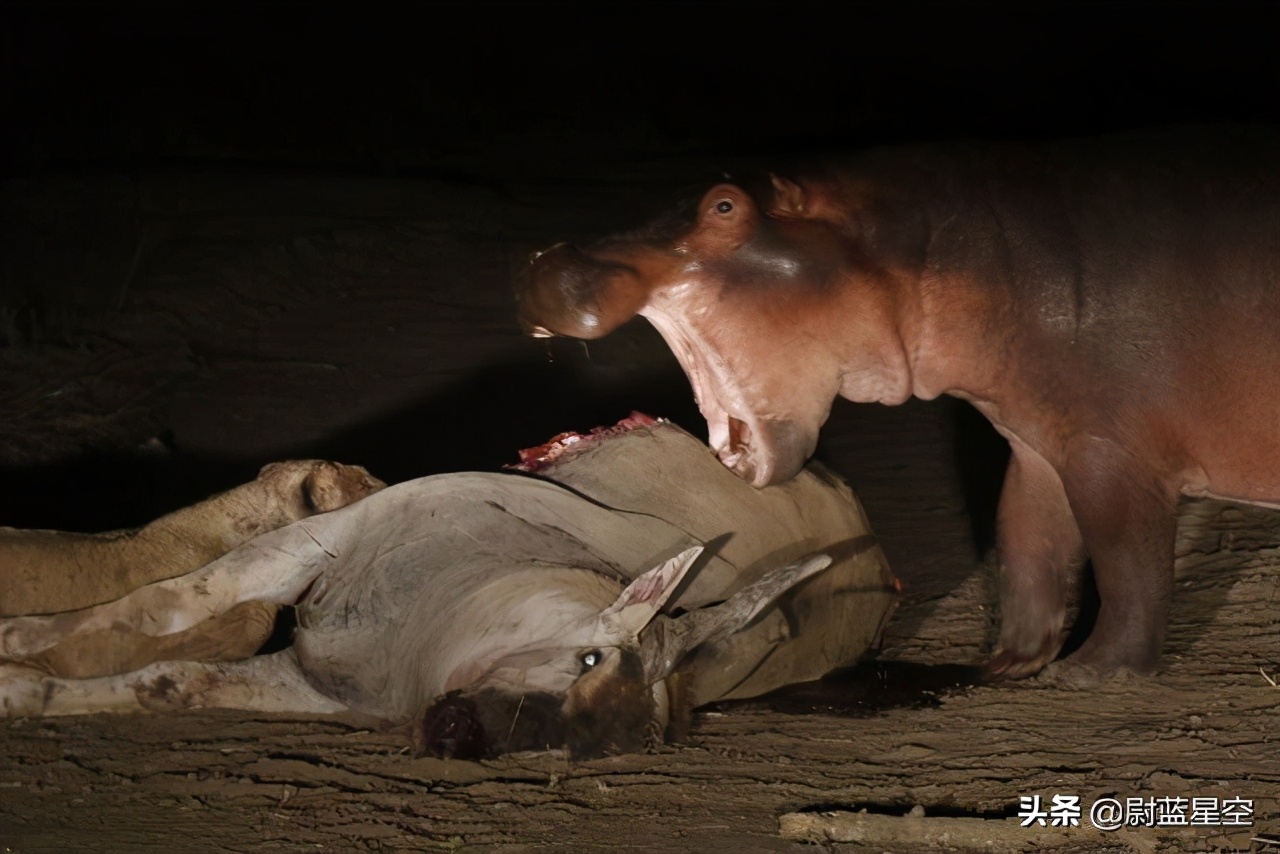 一般人都認為河馬是素食者,但是通過動物行為學家的長期觀察,證實河馬