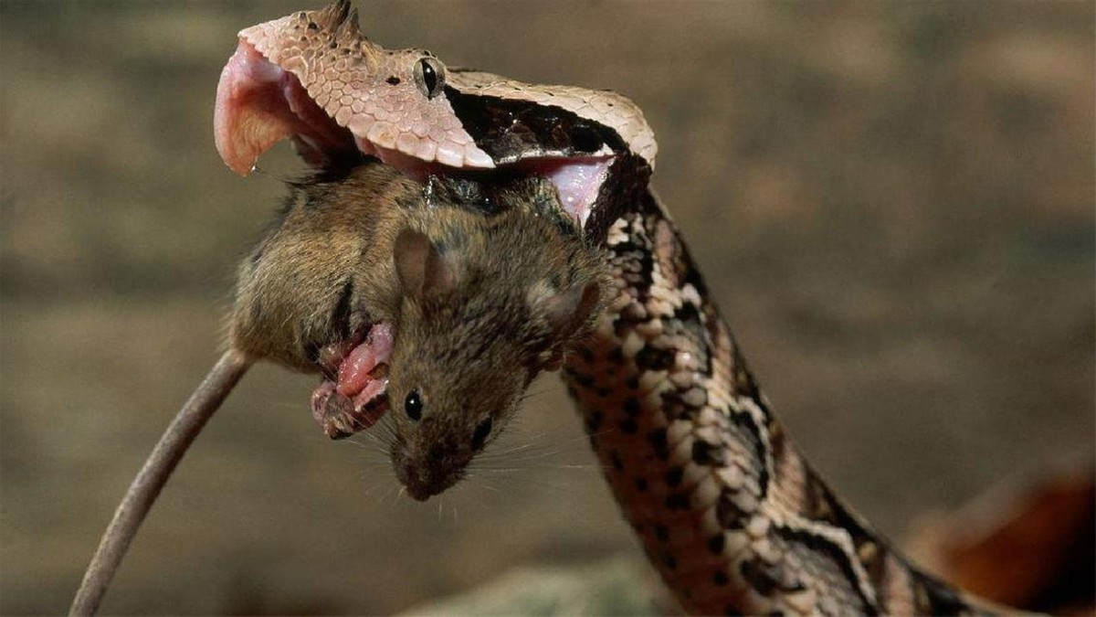 巴西蛇岛毒蛇能腐蚀人肉,一条最贵卖20多万