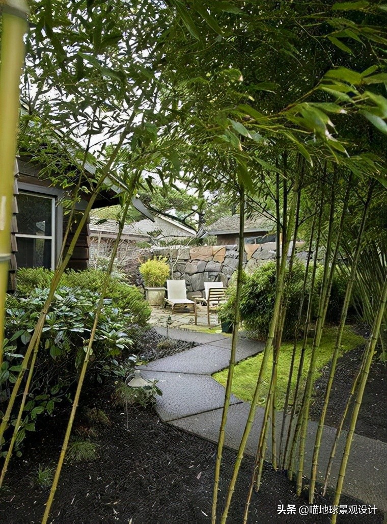 庭院景观设计:庭院中常用的几种竹子